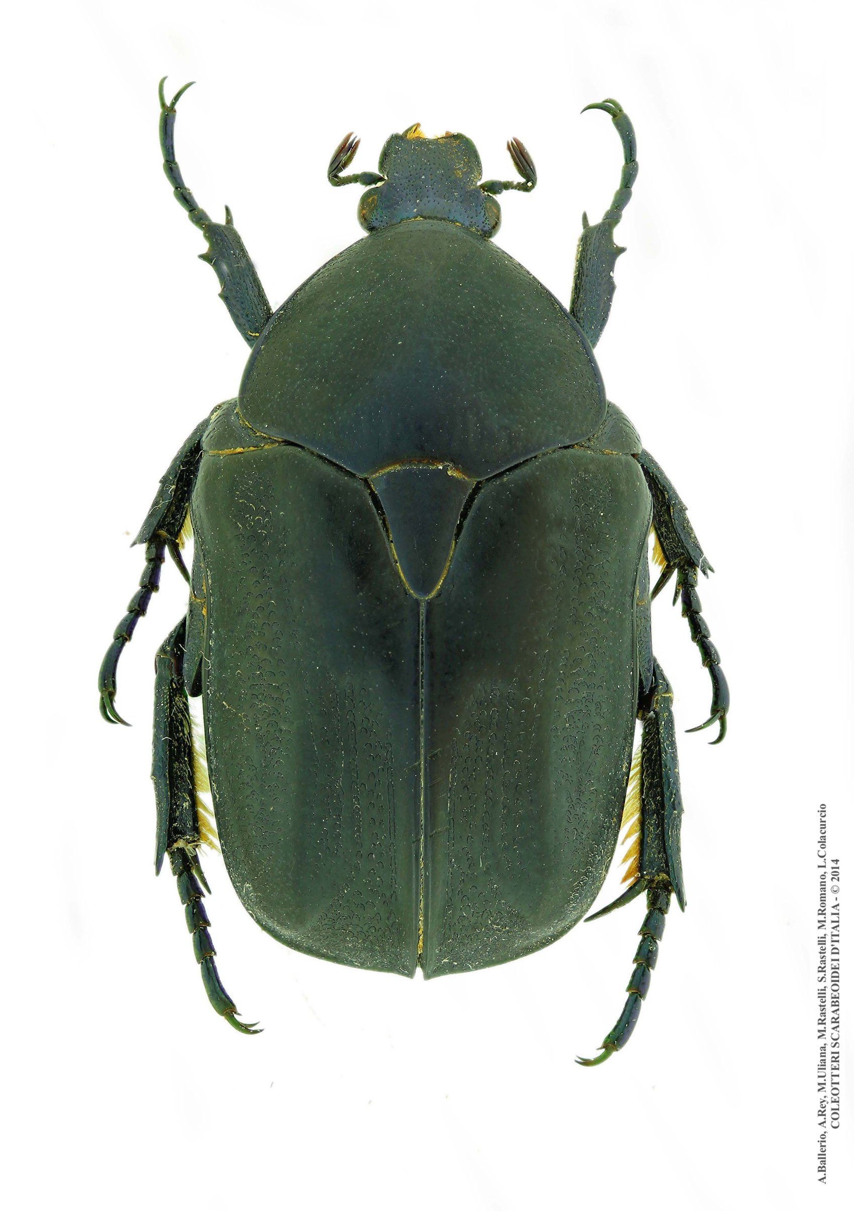 Protaetia opaca